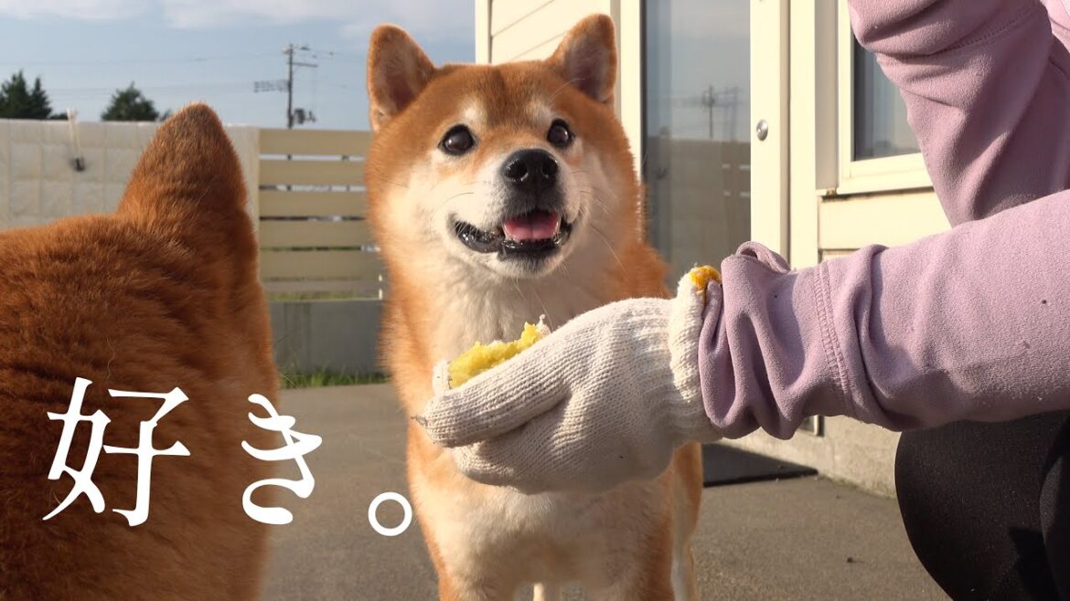 柴犬の笑顔が見たくて‥自転車で一時間の旅へ！すると心温まる結末に。