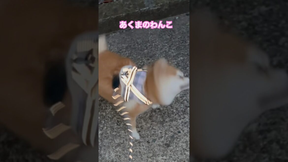 からふる#ポメ柴 #柴犬 #ポメラニアン #shorts #犬のいる暮らし