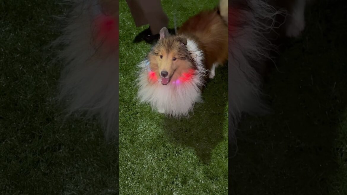 【シェルティ】竹千代❣️スリゴロ❣️スリゴロ❣️#シェットランドシープドッグ #可愛い