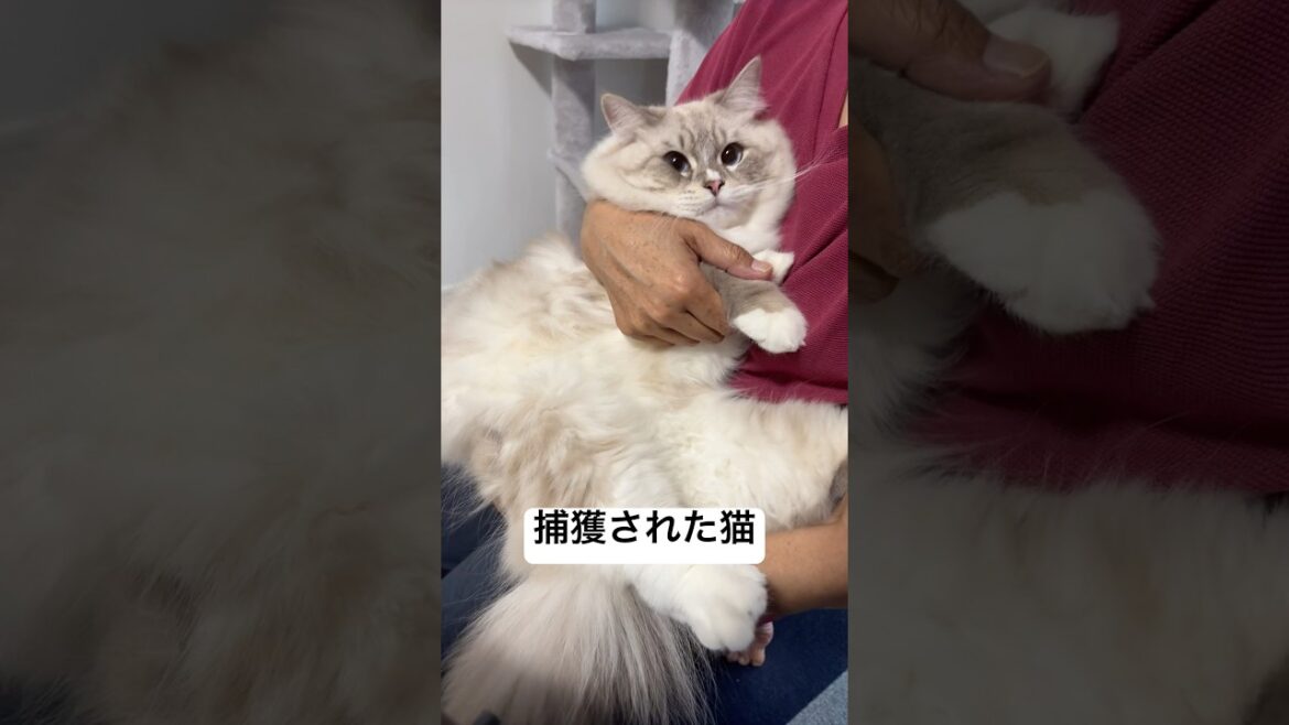 遊びに来た母親にまたも捕まる猫【ルル/サイベリアン1歳】 #shorts