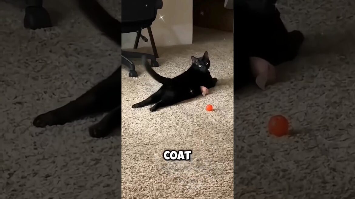 Black cat