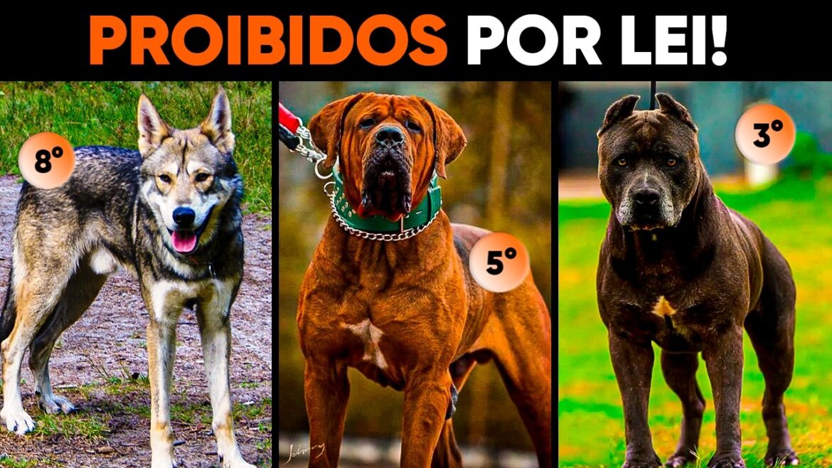 8 RAÇAS de CÃES tão perigosas que foram PROIBIDAS por lei