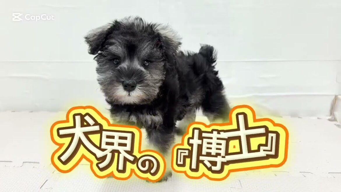【9/16撮影】犬界の博士！かしこ可愛いミニチュアシュナウザーが登場♪