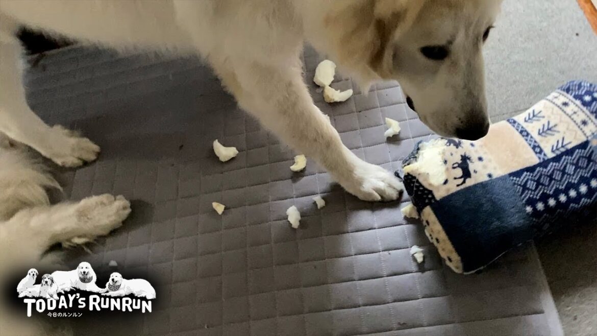 今度はクッションを壊し出入り禁止危機がますます増したリリーです　Great Pyrenees　グレートピレニーズ