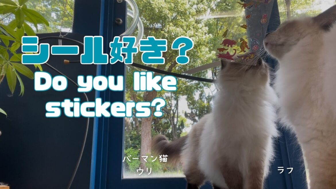 バーマン猫ウリとラフ【シール好き？】Do you like stickers?（バーマン猫）Birman/Cat