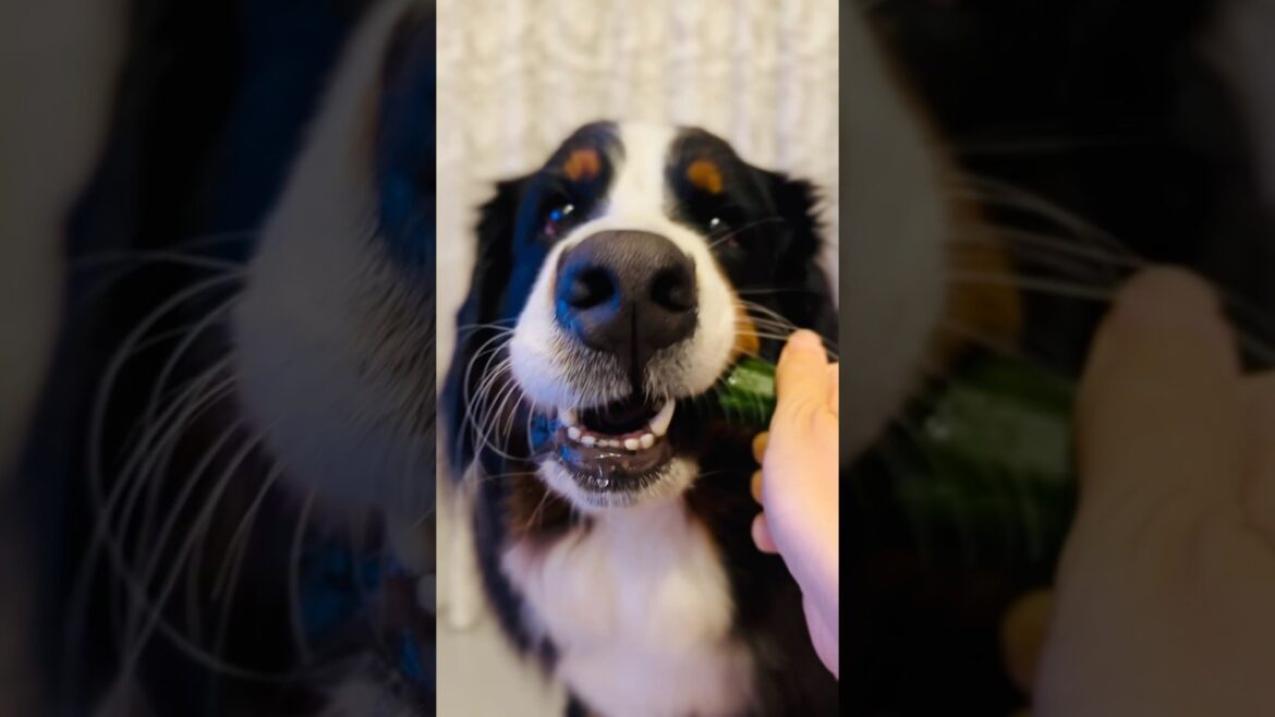 ヨダレをたらり💧きゅうりを待ちきれないバーニーズ🐾