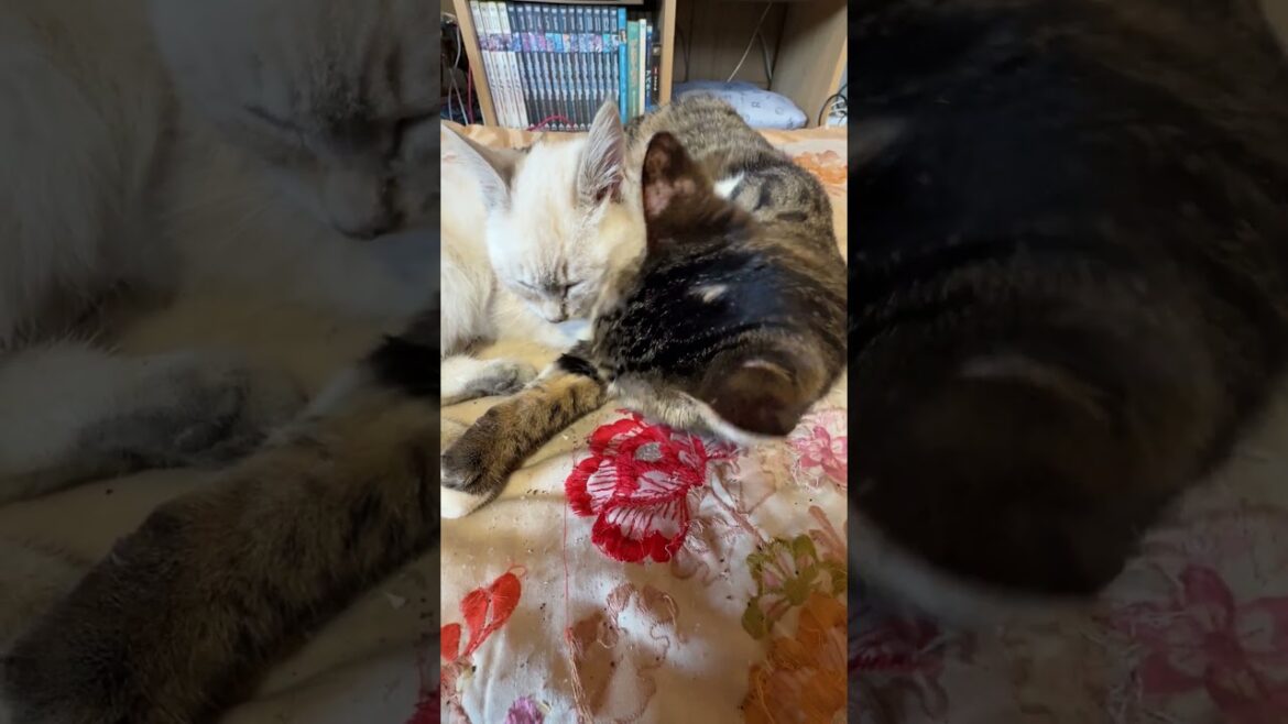 キジシロのルル、シャムの子ネコ雫をナメナメ。時折、雫の目を目隠し