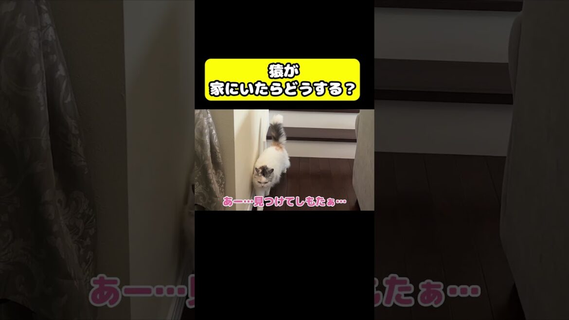 もしも猿が家にいたらどうする…？#猫 #おもしろ #アテレコ #ニャンチューバーつくし