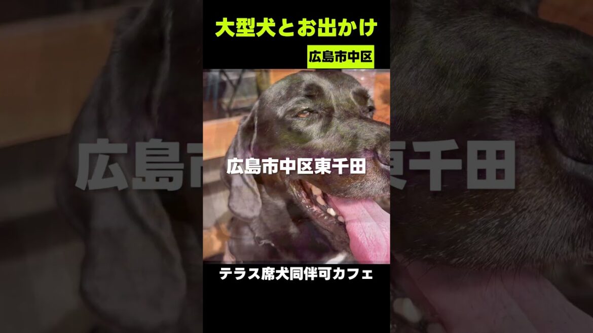 広島大型犬とお出かけ　#広島 #カフェ #ゴールデンレトリバー #ワイマラナー