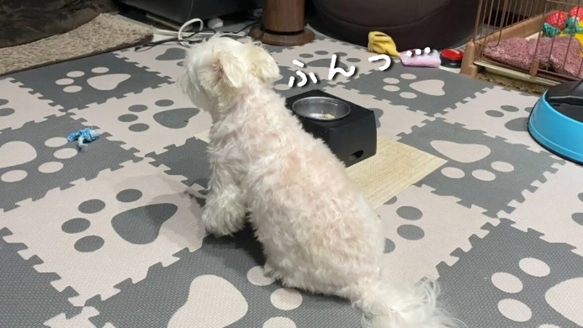 ツンデレが酷すぎて行動が笑える犬