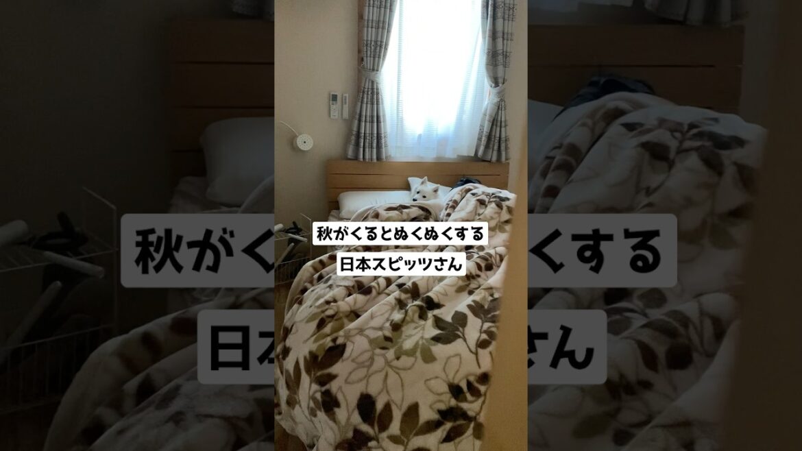 肌寒い秋も二度寝は許さない犬　#日本スピッツ #中型犬 #shorts