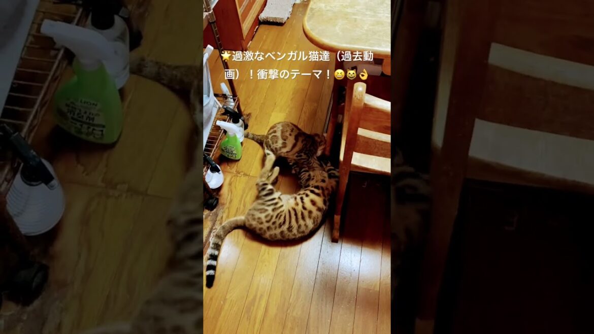 2025年9月15日🌟#ベンガル猫#ハルノくん#レオちゃん#つむぎちゃん#猫のいる暮らし#cat#short
