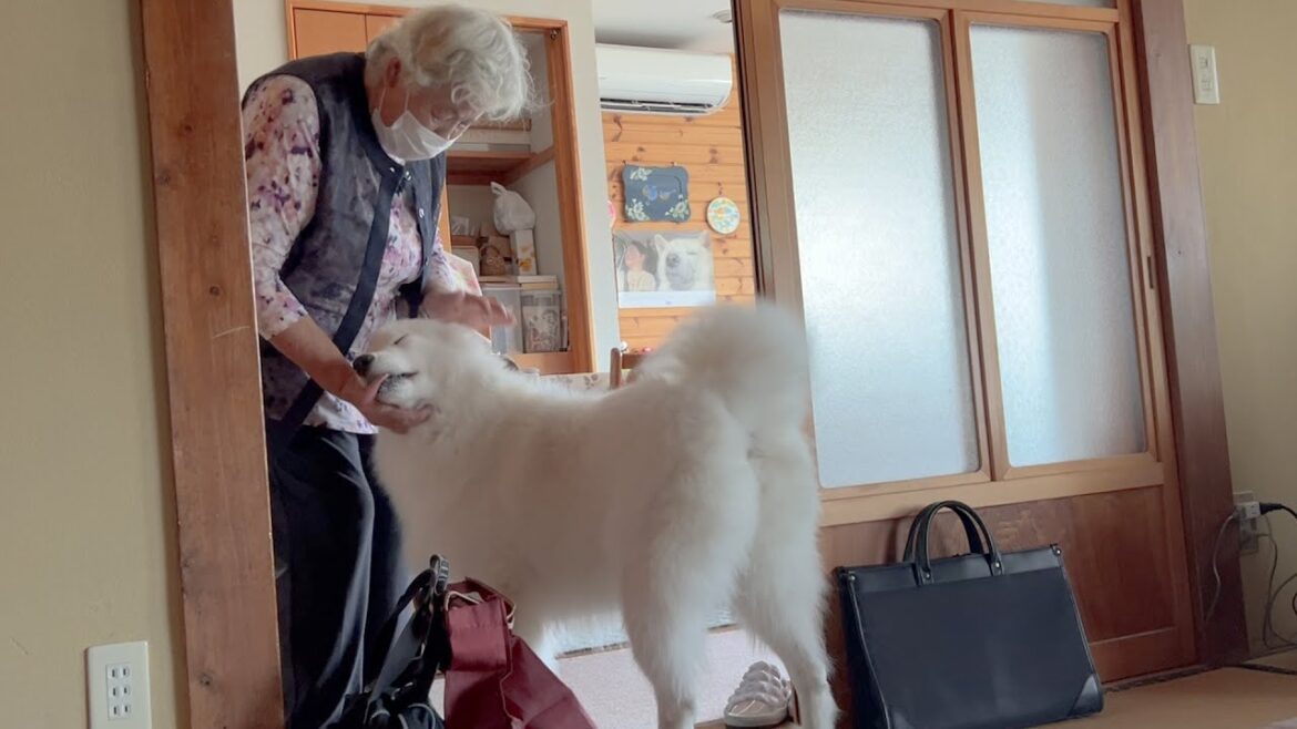 足のリハビリを終え帰ってきた婆ちゃんを見て超絶大喜びなサモエドと元気な柴犬