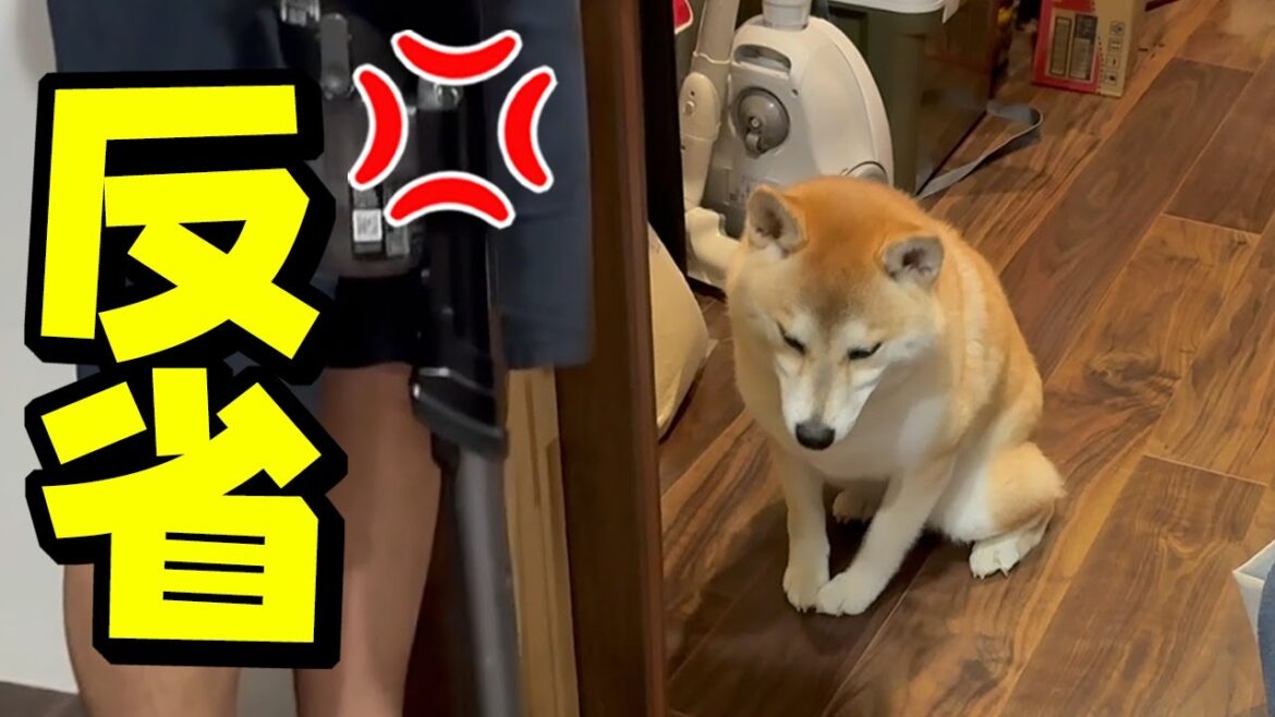 泣きながら落ち込む柴犬がこの後まさかの行動に… 泣きながら落ち込む柴犬がこの後まさかの行動に…