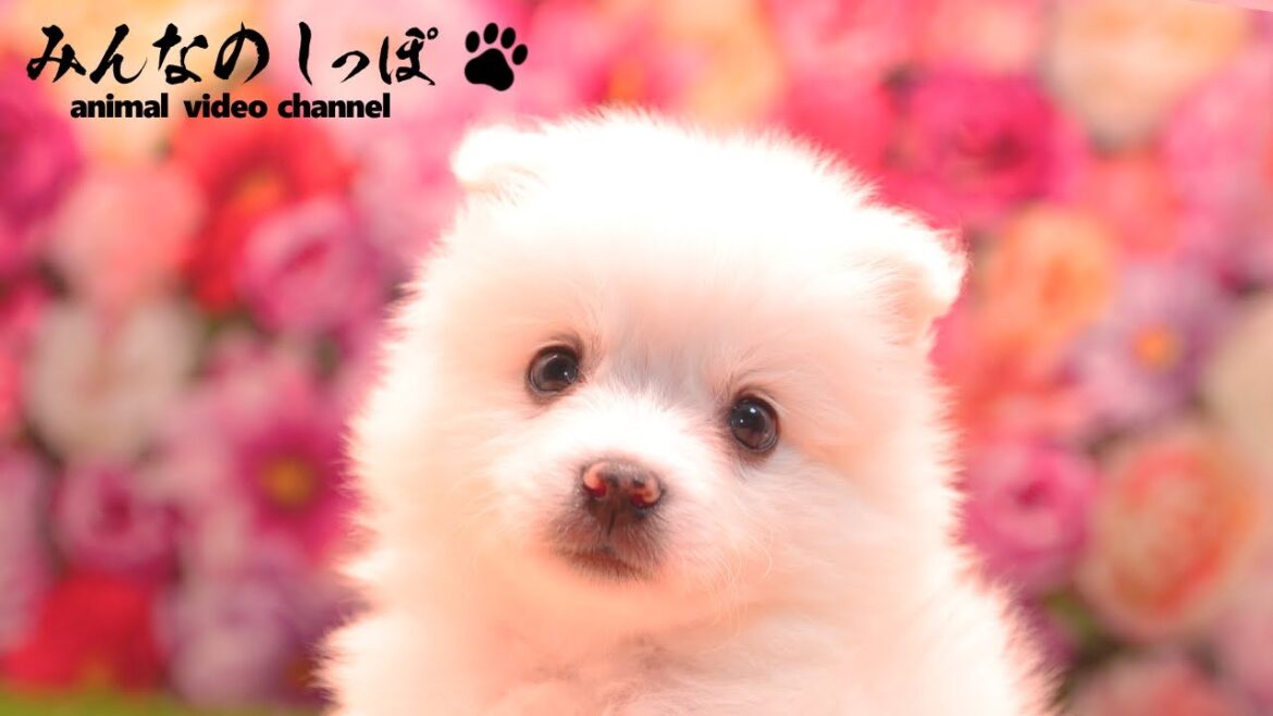 みんなのしっぽ【 日本スピッツ / Lulu / R7072422-2 】