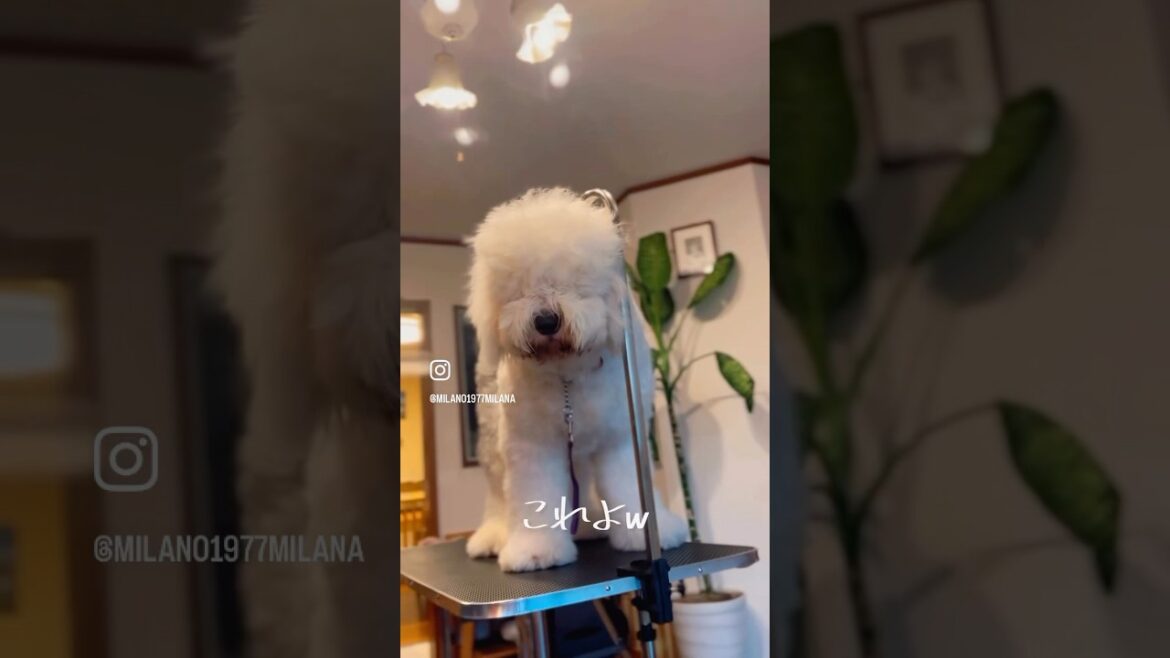 トリミング台購入✂️🪮✨14month🐼　#oes #oldenglishsheepdog #オールドイングリッシュシープドッグ  #shorts