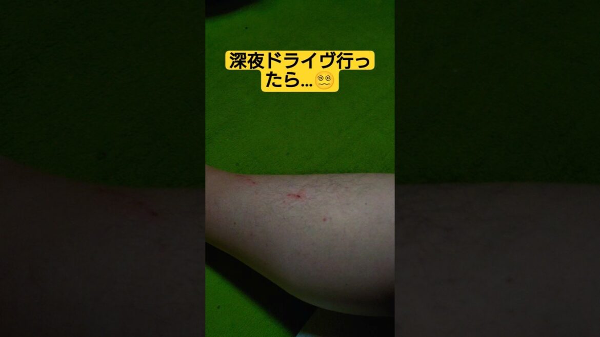 【深夜に閲覧注意警報】時雨がせがむので深夜ドライヴに出掛けたら…#cat #猫のいる暮らし #ねこ #ねこのいる生活