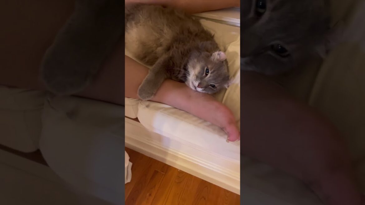 幸せな時間 #ねこ動画 #アメリカンカール #shortsvideo