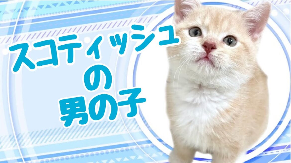 スコティッシュフォールドの子猫 (和歌山) スコティッシュフォールドの子猫 (和歌山)