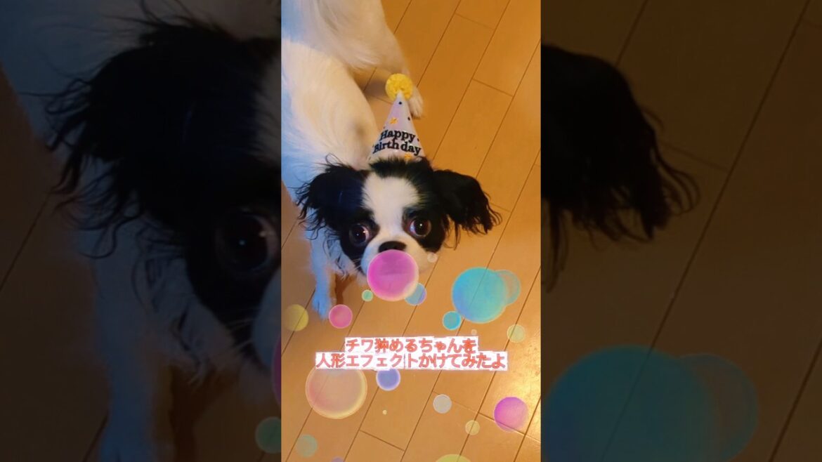 チワ狆めるちゃんに人形エフェクトをかけてみたよ #犬と猫のいる暮らし #チワ狆 #犬のいる暮らし #shorts