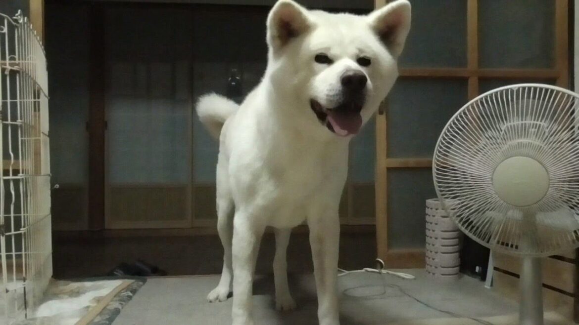 【秋田犬ゆうき】玄関に紛れ込んだ虫の音をＢＧＭに熟睡してたら突然の豪雨に起こされる【akita dog】