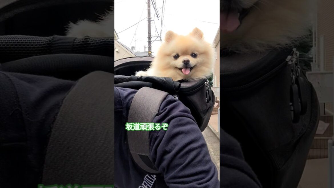 自転車大好きポメラニアン　 #cute #ポメラニアン #pomeranian
