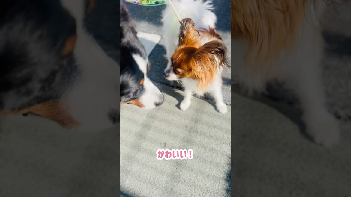 【街のお友達】パピヨンくんとバーニーズ🐾