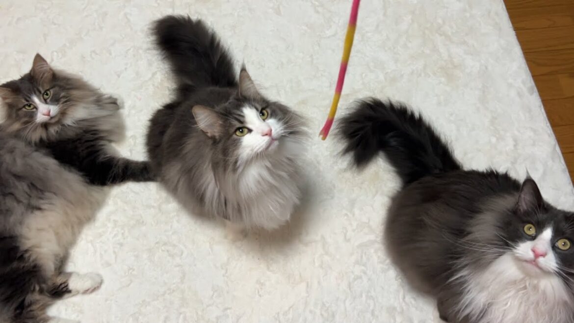 【もふ猫の生態】個性豊かな弟組の日常がかわいい🩷ノルウェージャンフォレストキャットとターキッシュアンゴラ
