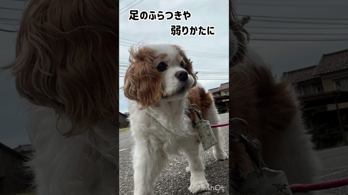 娘たちの帰省 #shorts #キャバリアキングチャールズスパニエル #アメリカンコッカースパニエル #トイプードル