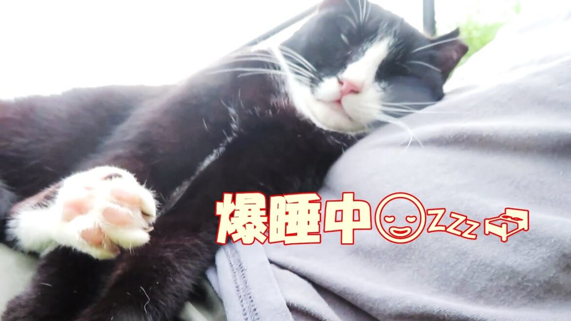 【ワレニャン】猫が大雨で川の中に浸かった河川敷で爆睡する A cat sleeps soundly on the cool riverbed submerged in the heavy rain 【ワレニャン】猫が大雨で川の中に浸かった河川敷で爆睡する A cat sleeps soundly on the cool riverbed submerged in the heavy rain