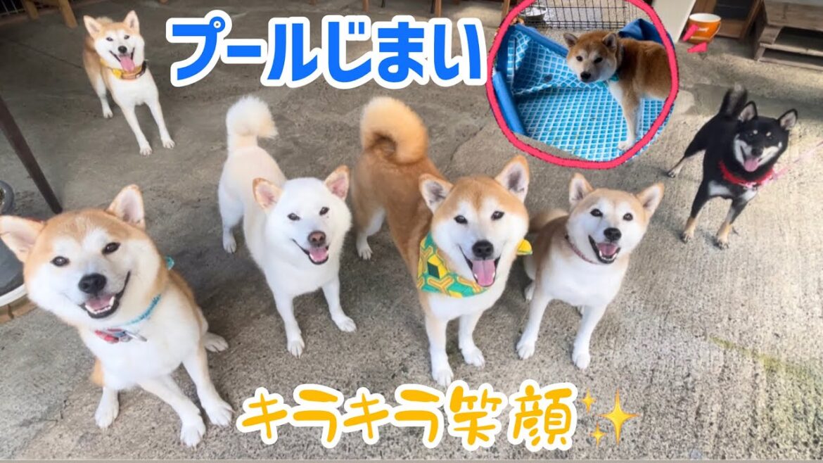 喧嘩勃発でいきなりプールじまいしたのに柴犬たちの笑顔がステキです！