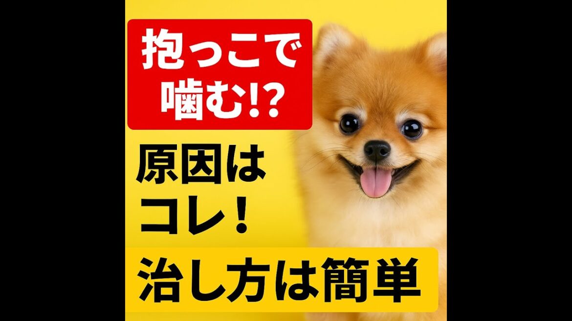 ポメラニアンが抱っこで噛む本当の理由｜今日から直る抱き方