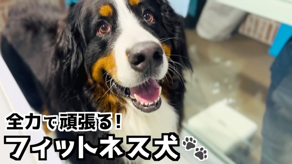 バーニーズの全力フィットネス!健康維持のために奮闘中🐾 バーニーズの全力フィットネス!健康維持のために奮闘中🐾