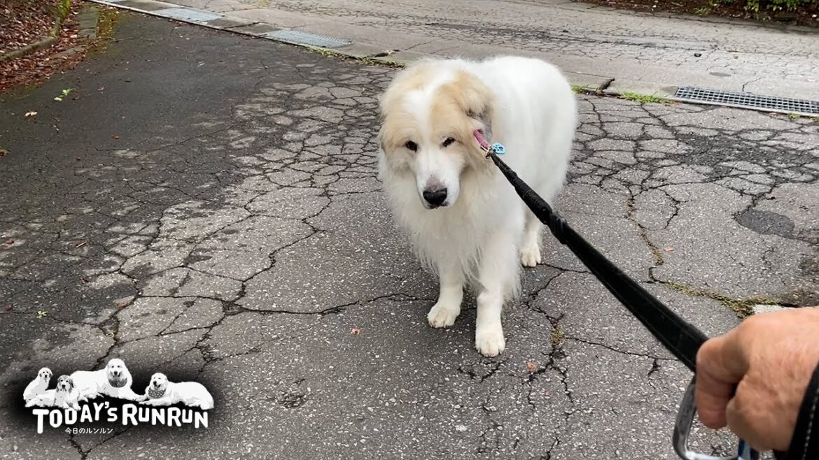 寝起きも出発前も散歩中もずっと自由でマイペースなアランです Great Pyrenees グレートピレニーズ 寝起きも出発前も散歩中もずっと自由でマイペースなアランです Great Pyrenees グレートピレニーズ