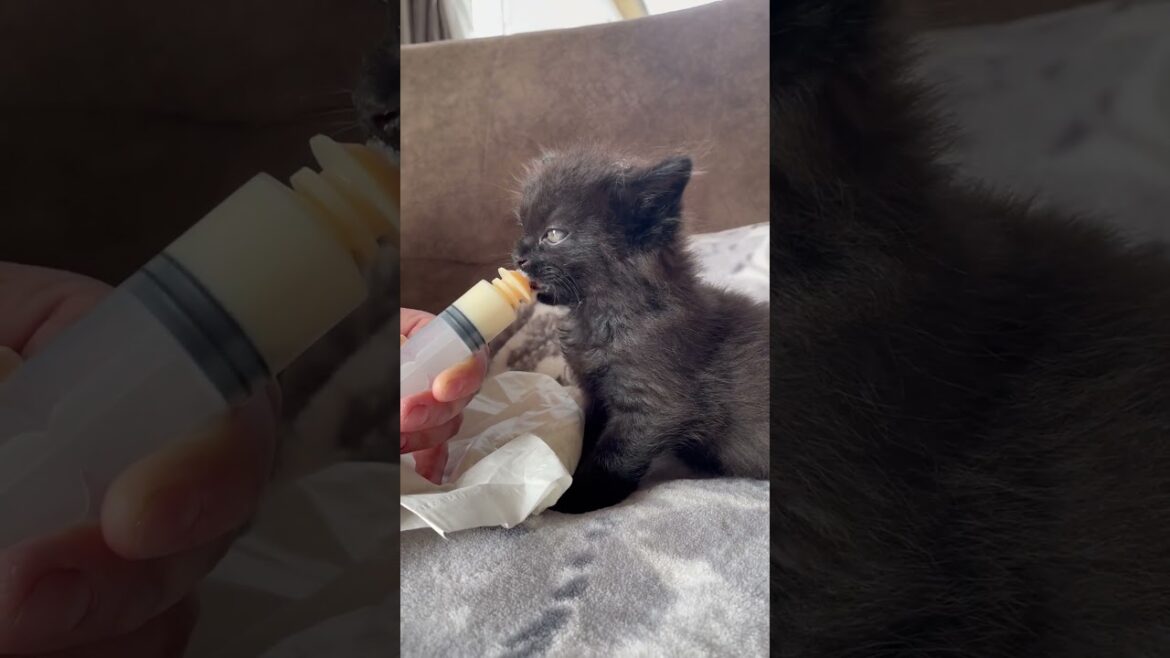 子猫のミルク🍼#子ネコ #好きな子猫 #ペルシャ猫