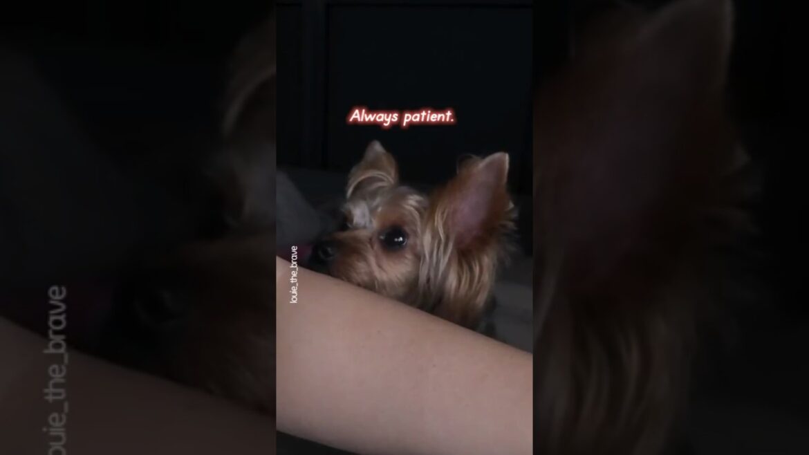 Dog's Love means  💕⏳