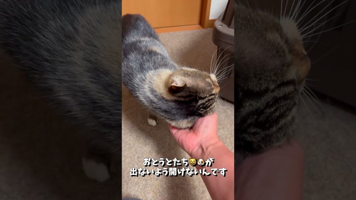 きょうは脱走したい気分⁉️な のん兄ちゃん😸 & びょんいん🏥で疲れちゃった みみ😸 #shorts きょうは脱走したい気分⁉️な のん兄ちゃん😸 & びょんいん🏥で疲れちゃった みみ😸 #shorts