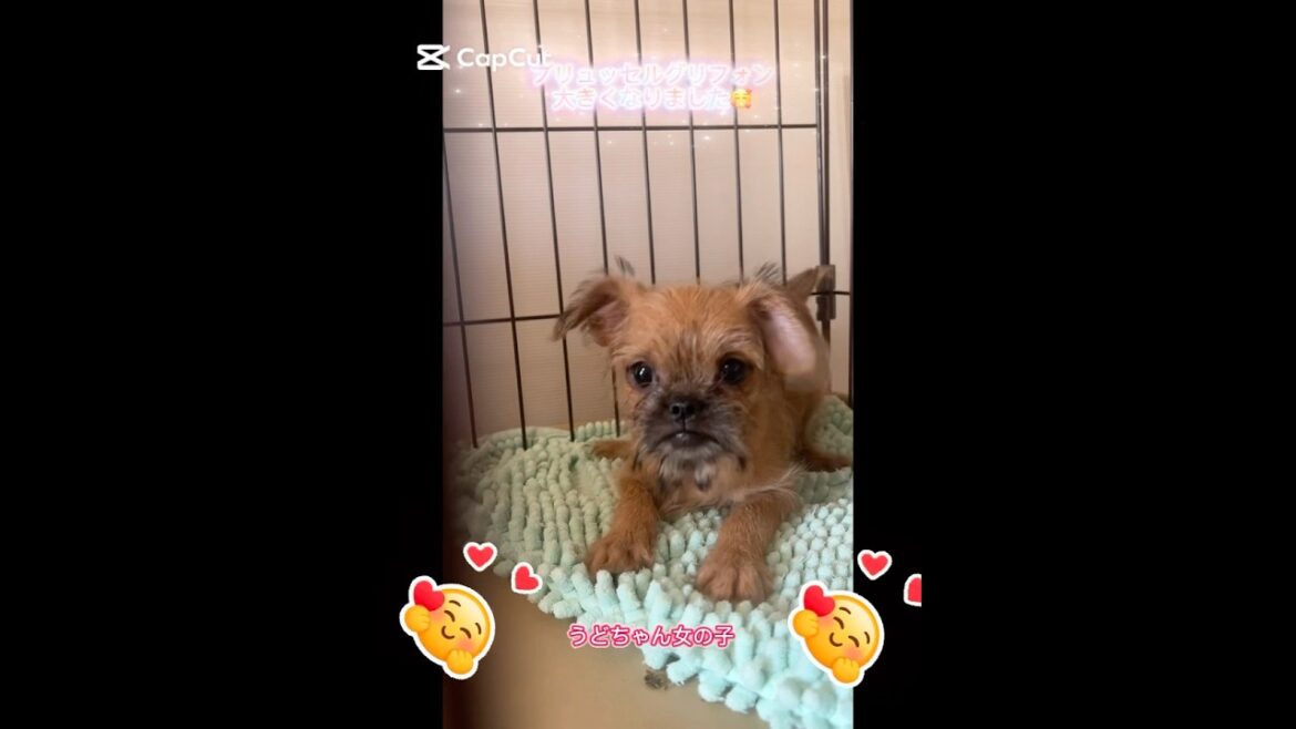 ブリュッセルグリフォン女の子　ちょっとビビりですが、遊びたくてジタバタしてます🤣抱っこ大好き💕#ワンダフルパピー #ブリーダー #ブリュッセルグリフォン