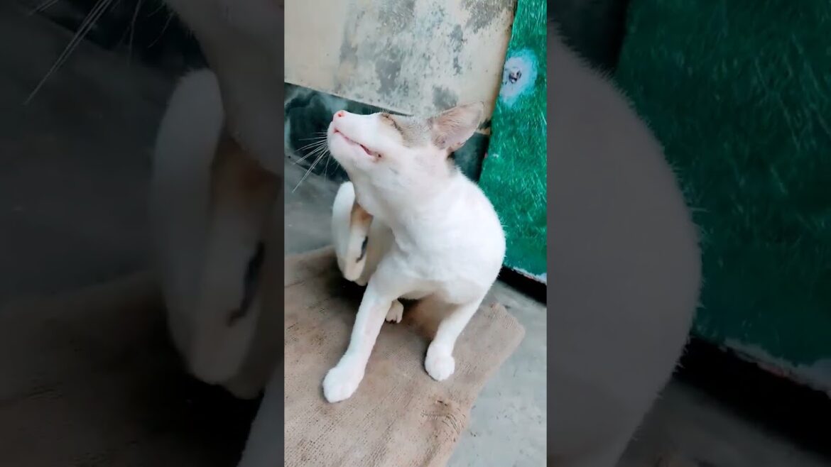 cute tom cat #赤ちゃん #cutecat #cute #子ネコ #turkishcat #cuteanimal #funny #好きな子猫 #cutepet
