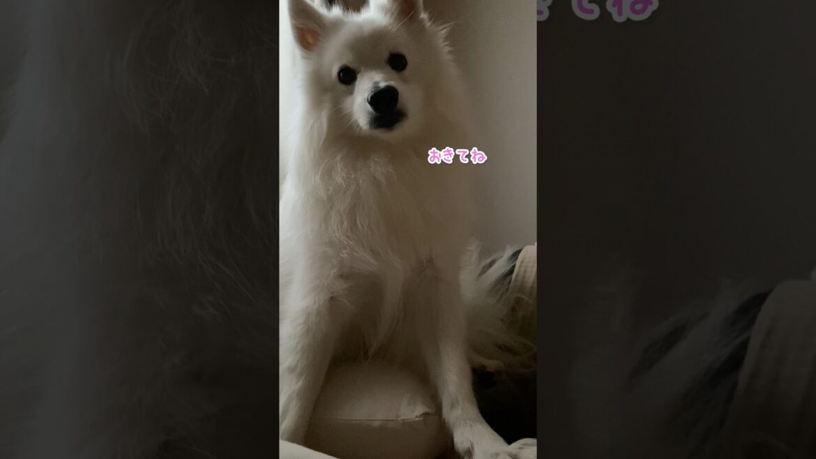 【犬アラーム】丁寧に見せかけて上からな日本スピッツの起こした方 #日本スピッツ #中型犬 #shorts