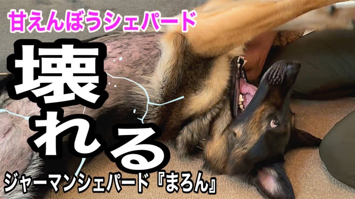 甘えん坊シェパードとデレデレ飼い主😅週末しか会えないもんしょうがないよねぇ💕【ジャーマンシェパード】 甘えん坊シェパードとデレデレ飼い主😅週末しか会えないもんしょうがないよねぇ💕【ジャーマンシェパード】