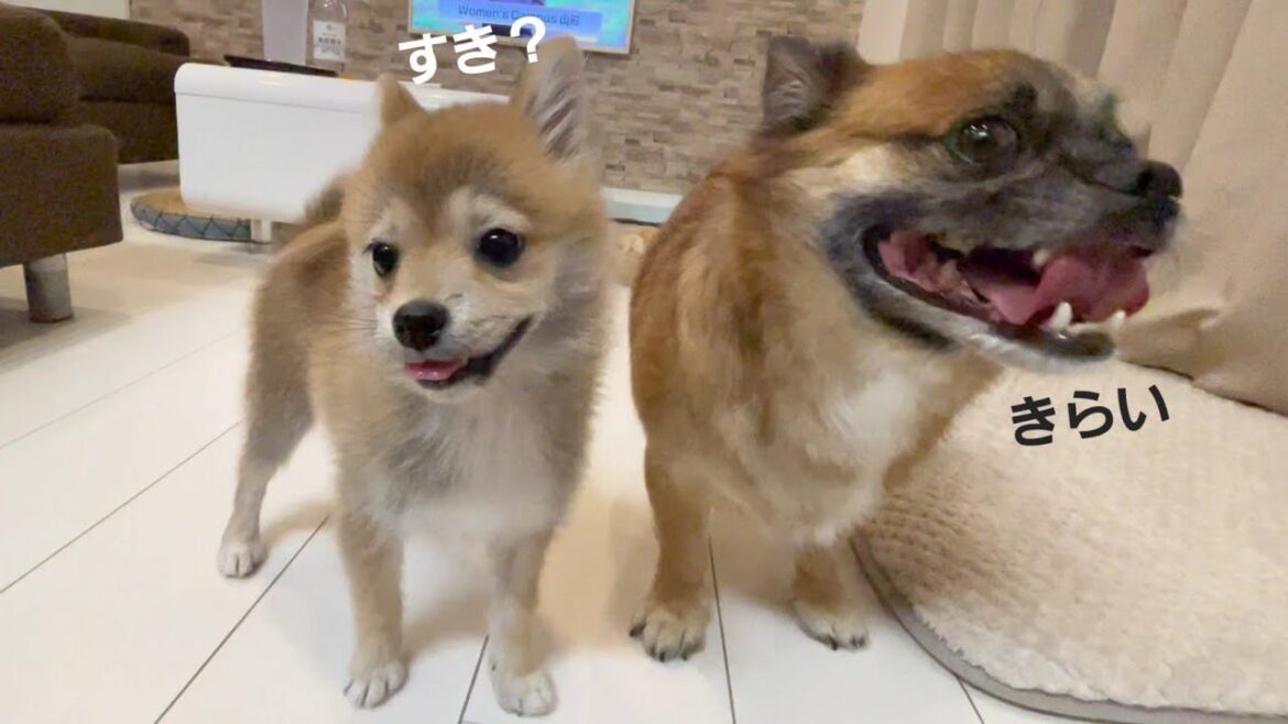 『小型犬』サブ【子犬】いなり 最悪コンビが誕生しました、、、 『小型犬』サブ【子犬】いなり 最悪コンビが誕生しました、、、