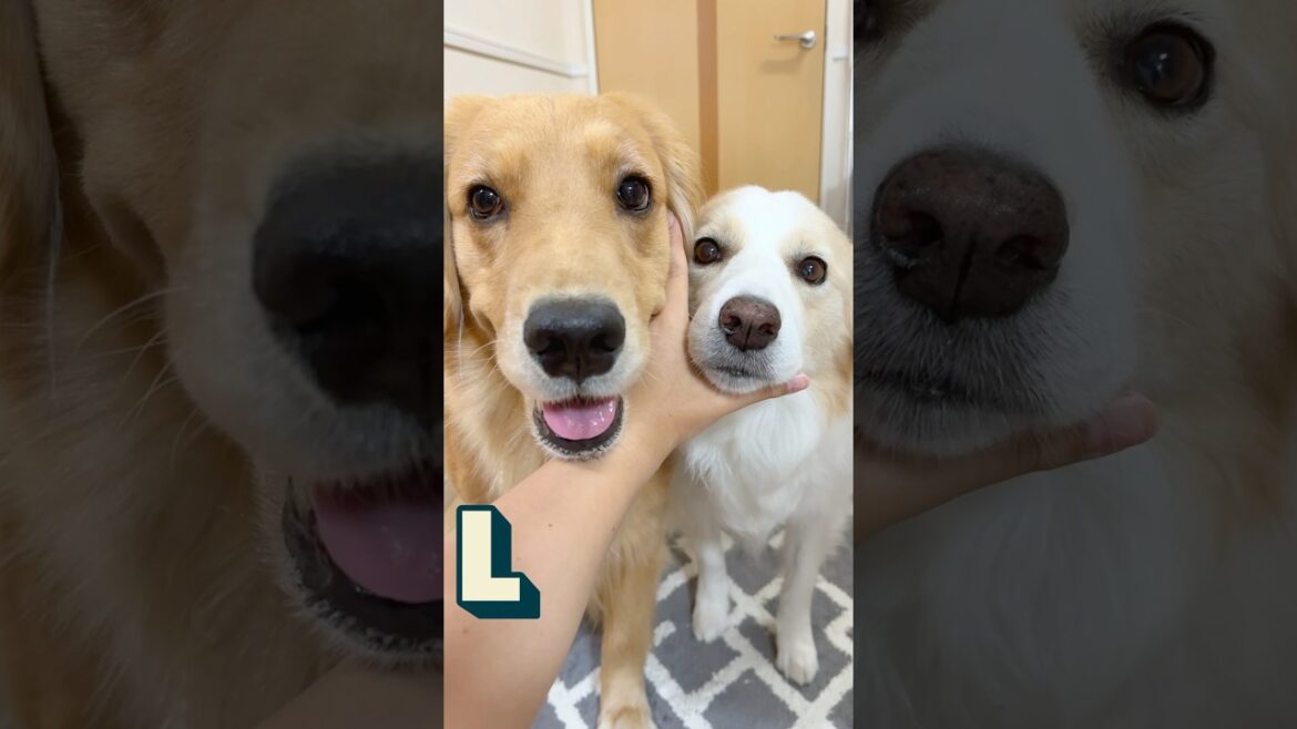 ピタッとくっつく犬が可愛すぎる..!!【ボーダーコリー・ゴールデンレトリバー】#shorts