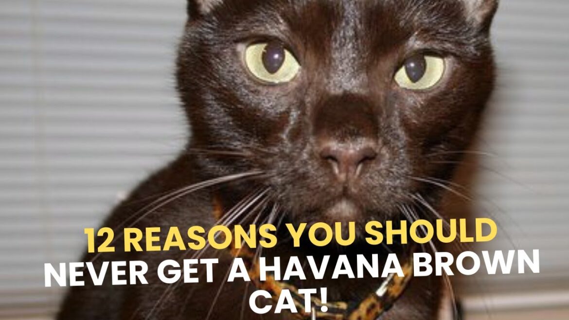 ハバナブラウンの猫を飼うべきではない12の理由！😼❌