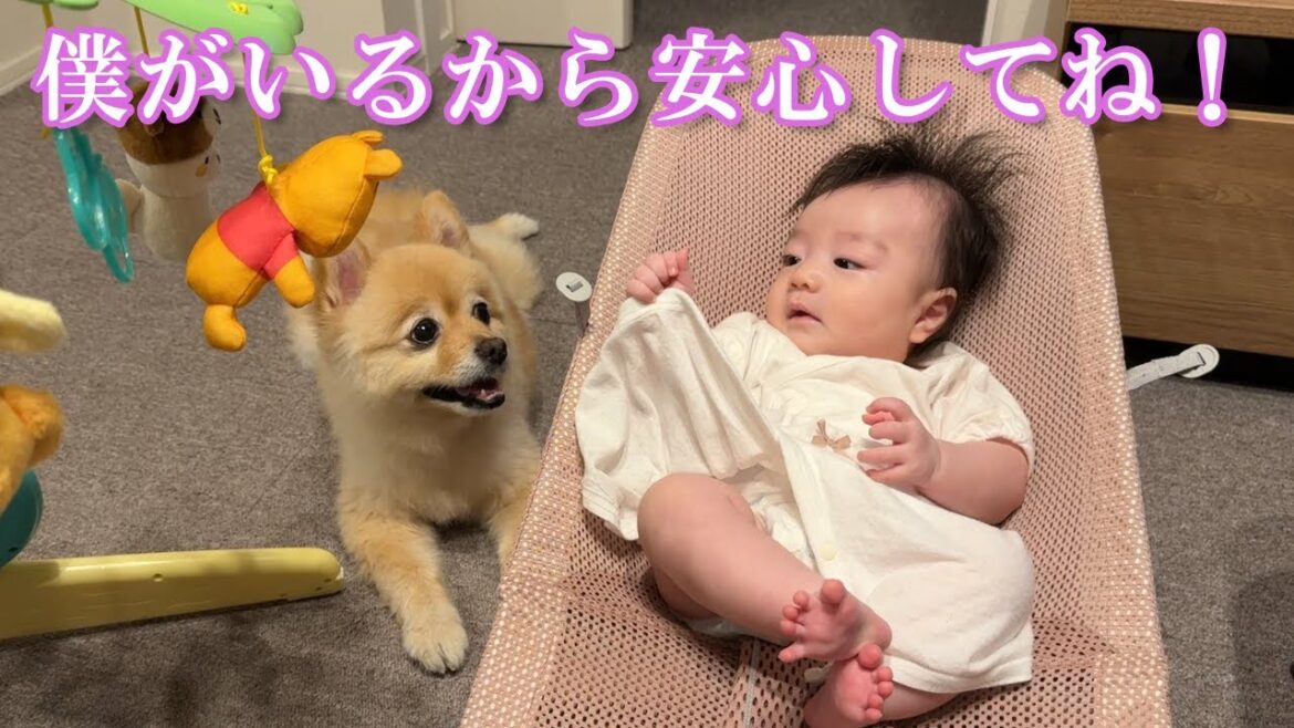 赤ちゃんの様子を常に気にかける心優しいポメラニアン 赤ちゃんの様子を常に気にかける心優しいポメラニアン
