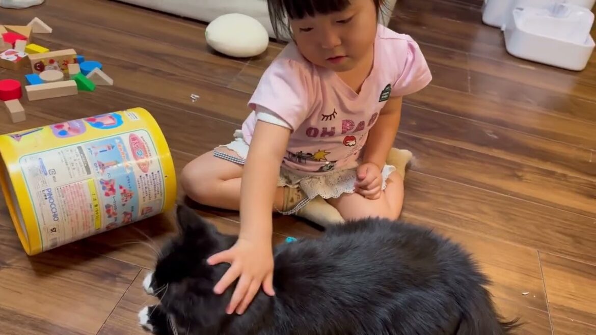 ケンカ後に癒しを与える猫　ラガマフィンA cat that provides comfort after a fight. Ragamuffin