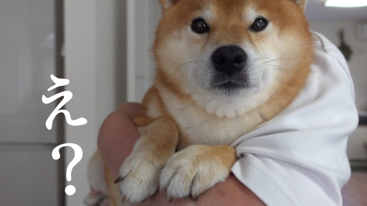 今まで黙ってた‥柴犬が起こした不思議体験をお話しします。