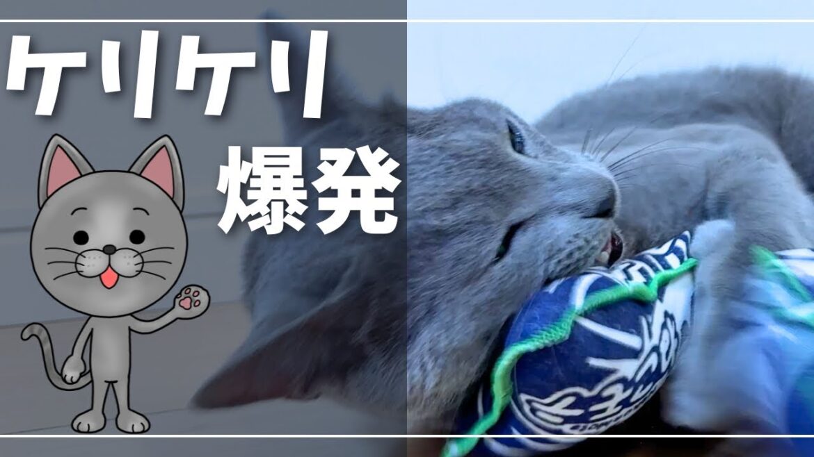 【大暴れ】新しい蹴りぐるみで猫が止まらない【ロシアンブルー】 【大暴れ】新しい蹴りぐるみで猫が止まらない【ロシアンブルー】