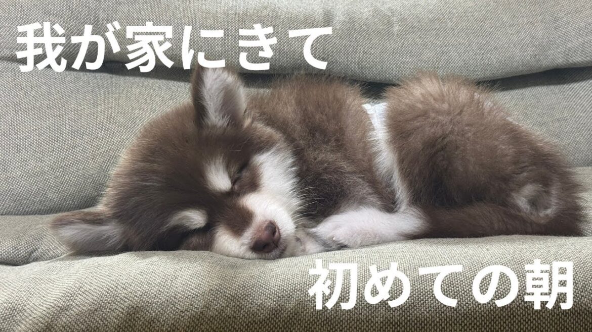 初めての朝を迎えました