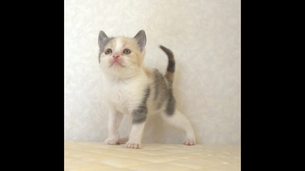 ブリティッシュショートヘアー子猫　British Shorthair　2025.8.９産まれ　　　ダイリュートキャリコ　パステル三毛　洋三毛猫　女の子　シーダキャット猫のお店